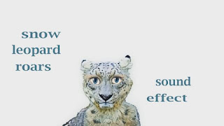 learn leopard sounds