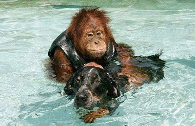 Depressed Orangutan Cured By Helping a Dying Dog