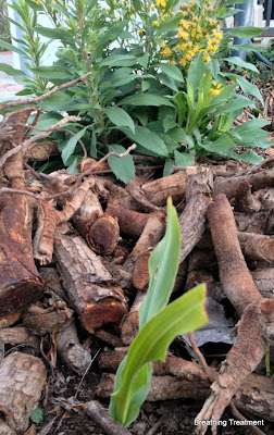 Chlorogalum pomeridianum "Soaproot" (foreground) and Solidago californica "California Goldenrod" (background)