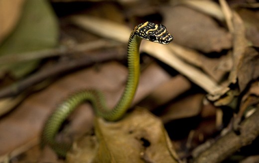 Paradise Tree Snake