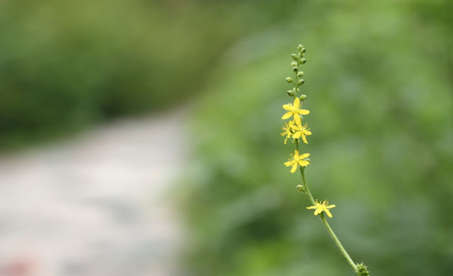 Agrimony Flowers Pictures