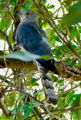 "Common Hawk Cuckoo  - Adult,sitting on a branch."