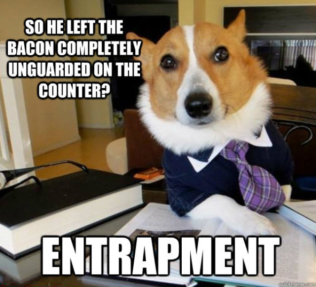 lawyer dog meme, meme, funny, funny pictures, dog meme pictures, corgi lawyer dog, corgi meme, dog pictures, funny dog pictures