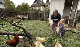 Backyard chicken trend causes spike in infections, 1 fatal