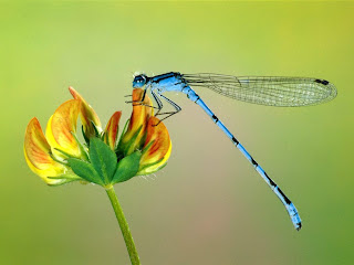 Dragonfly Wallpapers - Gambar Capung