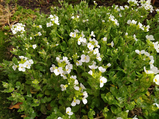 Arabis (Arabis alpina L. subsp. caucasica (Willd.) Briq.).