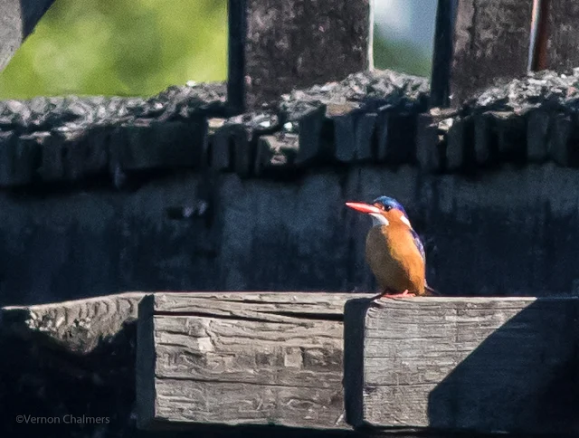 Malachite Kingfisher on the wooden bridge - Woodbridge Island