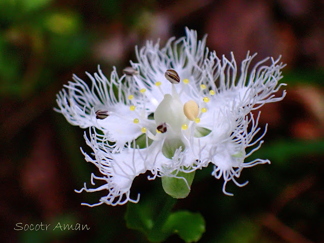 Parnassia foliosa