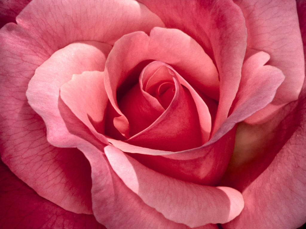 The Pink Tea Rose: A Bloomin'