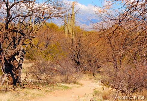 5. Trail-kab