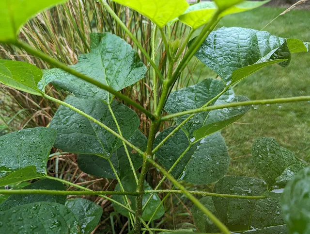 Northern Catalpa Seedling Identification - whorls of three