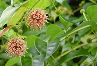 uncaria gambir medicinal uses