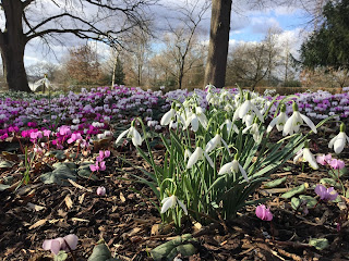 Close-up pic of snowdrops and carpet of cyclamen from ground level