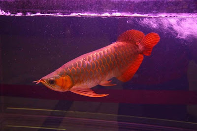 facts around us Arowana Red Dragon Fish Chili red 