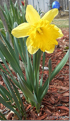 Daffodil