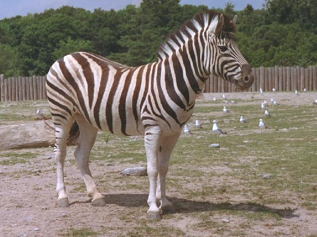 zebra Photo