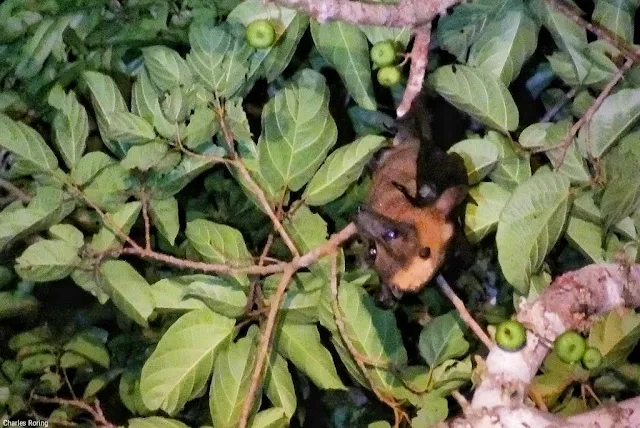 flying fox hanging in a tree