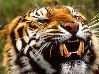 Tigre