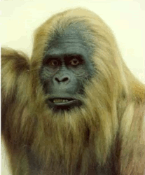 ANIMAL FUN: YETI / Abominable Snowman Gif Images (Scary) - CLICK ...