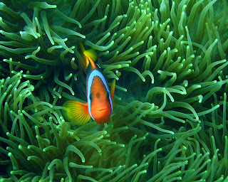 Clown Fish Wallpaper