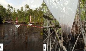 Assessment of standing biomass and litter-fall production in reforested mangrove stands within Douala-Edea National Park (Cameroon)