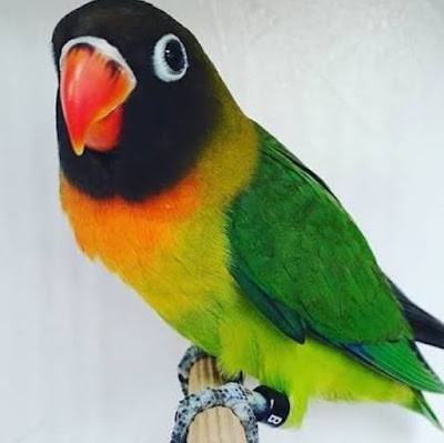 Burung Lovebird Dakocan