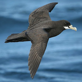 petrel de ala blanca Procellaria aequinoctialis