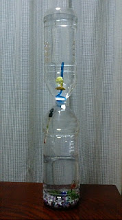 My Blogger Mabudachi ペットボトル水槽完成