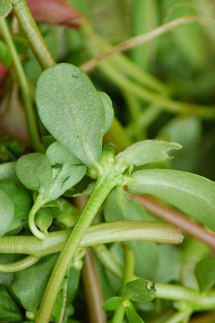 pourpier, pois chiches en salade