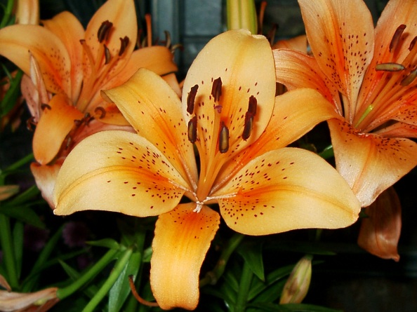 types of flowers with 3 petals Orange Oriental Lily Flower | 594 x 445