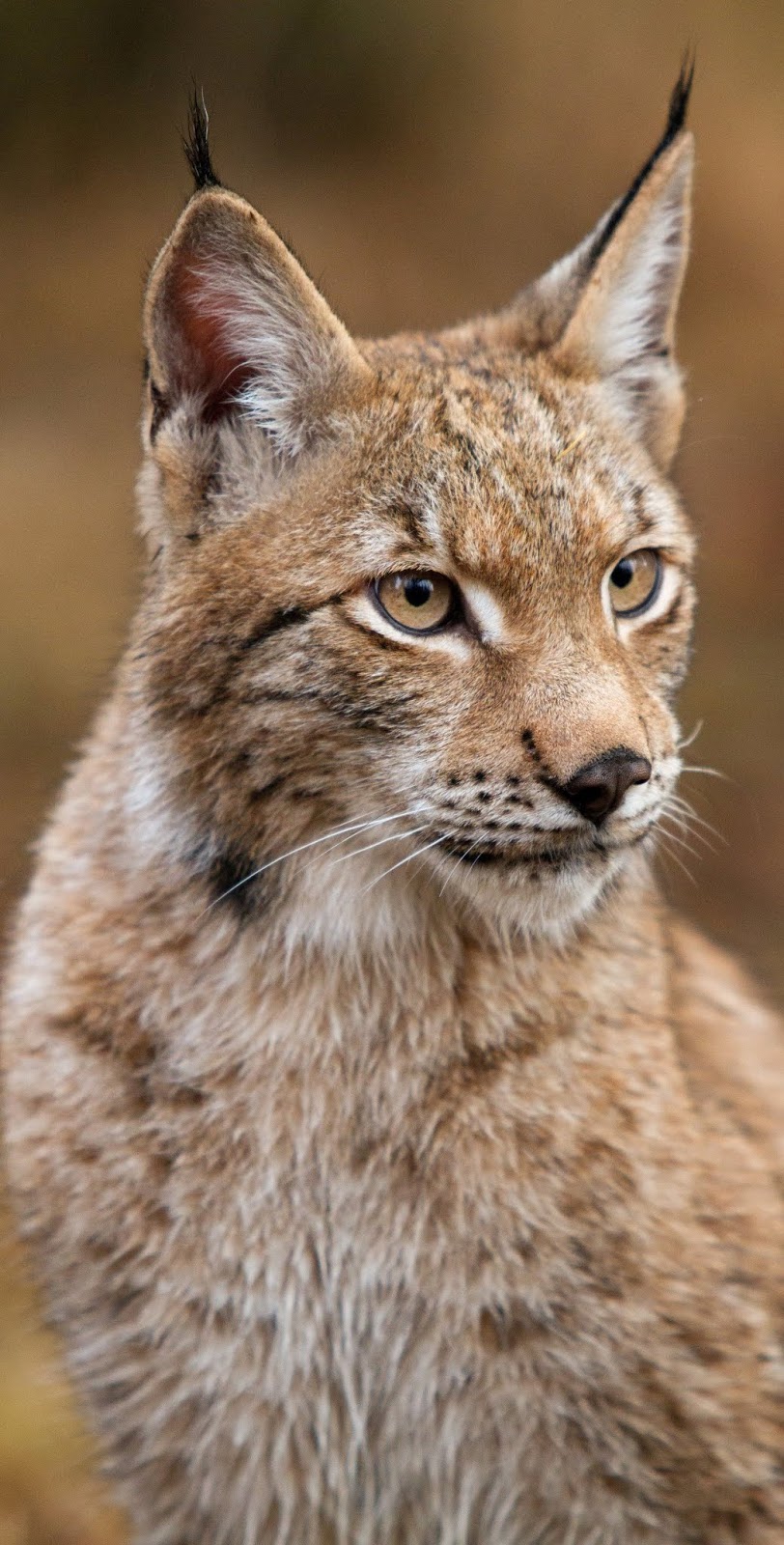 Cute lynx