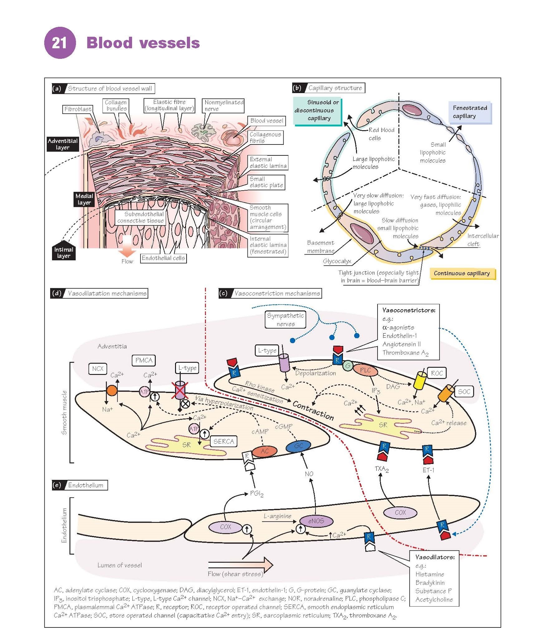 Blood Vessels