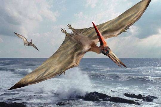 Baby pterodactyls could fly from birth