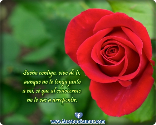 Imagenes De Rosas Rojas De Buenos Dias - Imágenes de rosas rojas con frases de amor Imagenes de 