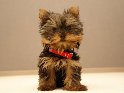 cute puppies wallpapers for mobile. Cute Puppy Wallpapers; Cute Puppy Wallpapers