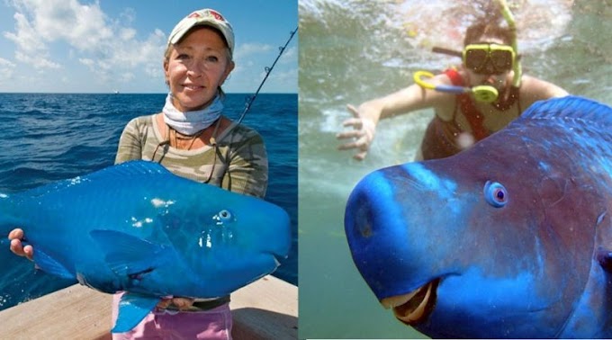 Budião Azul - Peixe que habita o Brasil