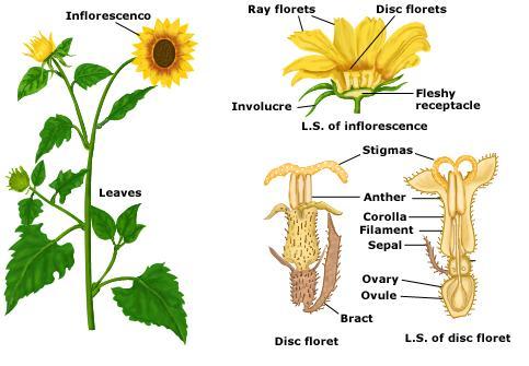 SCIENCE YEAR 3 (PLANTS): Part of Sunflower