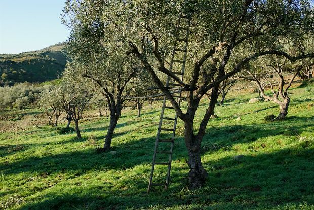 Μήπως κλαδεύουμε λάθος τις ελιές;;;;Πρέπει να το διαβάσετε όλοι όσοι έχετε ελιές 