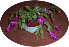 Cactus - flowering at Christmas