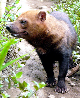 Bush dog