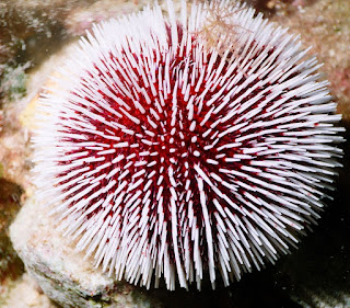 Croatia Sea Urchin