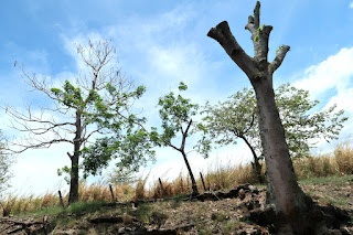 bad tree pruning in Costa Rica