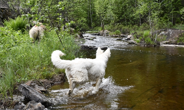 elva hvit gjeterhund