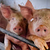 'Penternak babi pun susah juga' - ADUN DAP mohon kerajaan beri subsidi kepada penternak babi di Perak