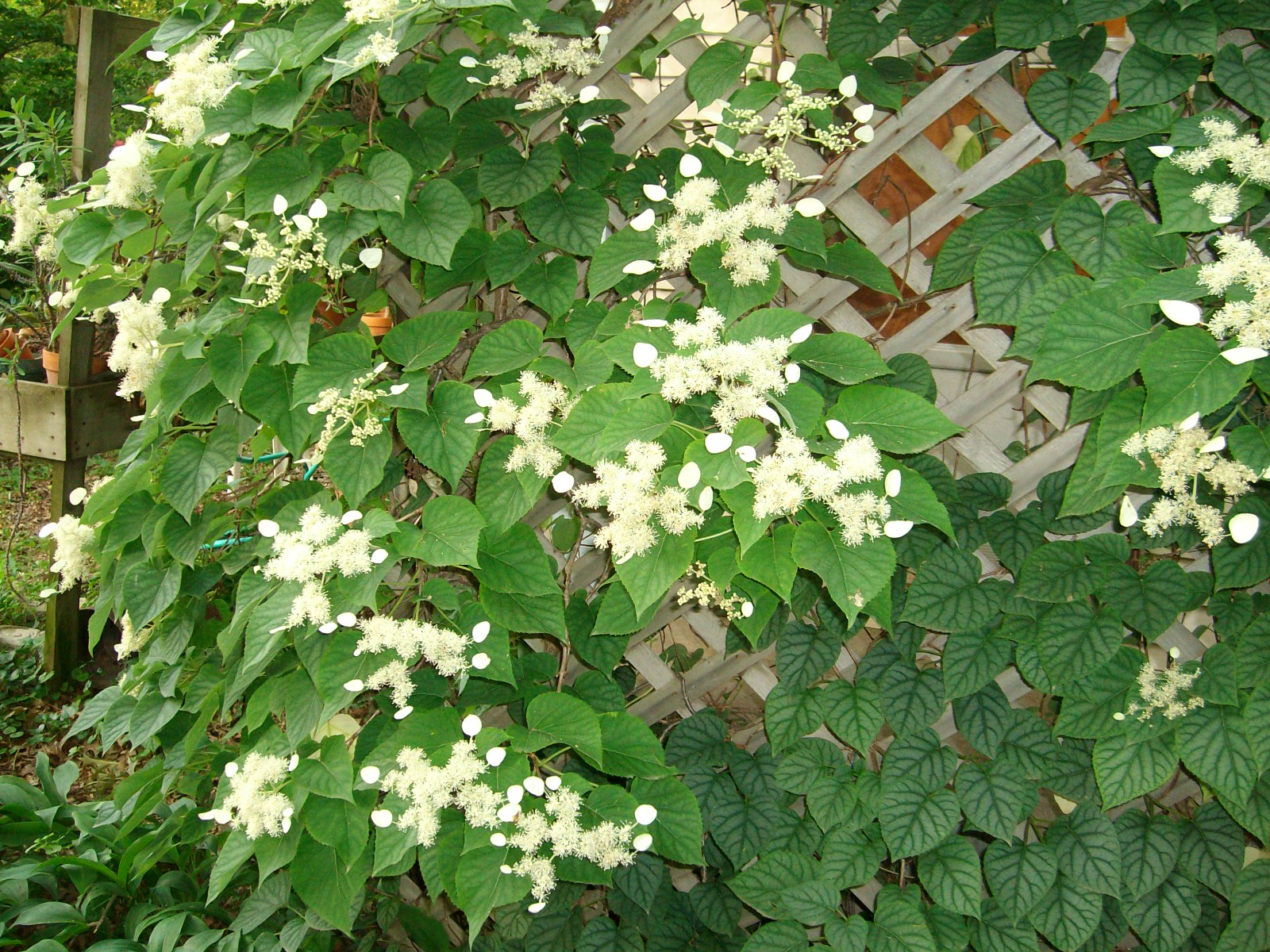 Climbing Hydrangea Vine The climbing hydrangeas is