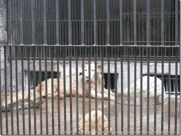 Guangzhou zoological garden (27)
