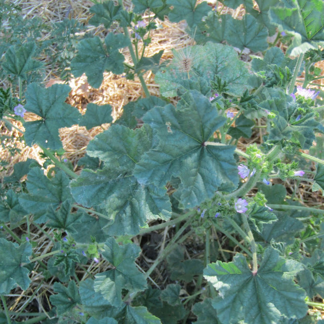 "Larry" Moore Park in Paso Robles: A Photographic Review - Mallow in Bloom