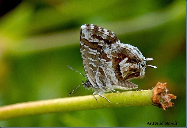Cacyreus marshalli DSC_1009x1