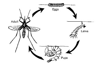 daur hidup nyamuk | metamorfosis nyamuk