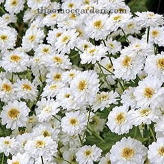 Cúc Feverfew là loại thảo dược được chuyên dùng cho chứng bệnh đau nửa đầu 